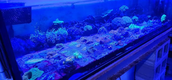 Cherry Corals Picture 1