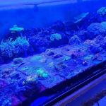 Cherry Corals