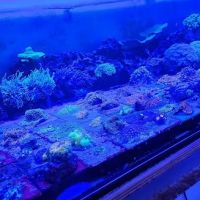 Cherry Corals ico