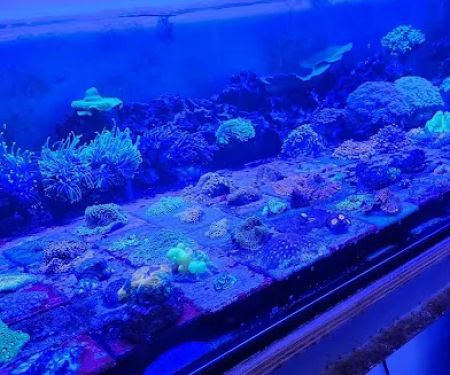 Cherry Corals