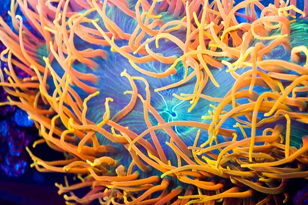 Cherry Corals Picture 2