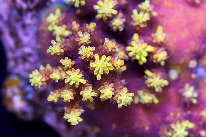 Cherry Corals Picture 5