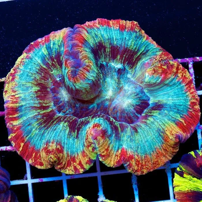 Cherry Corals Picture 7