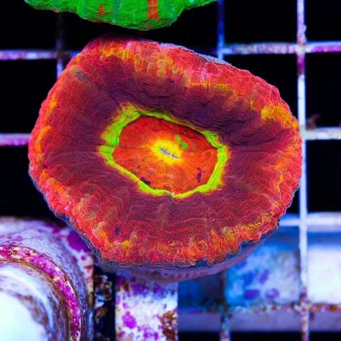 Cherry Corals Picture 4