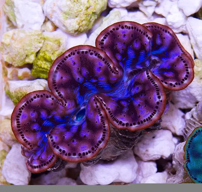 Cherry Corals Picture 6