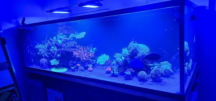 Cherry Corals Picture 8