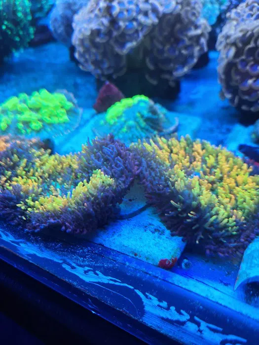 Cherry Corals Picture 9