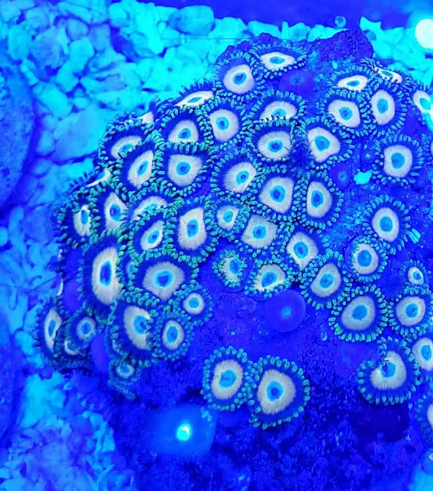 Tropicorium Mini-Reef Picture 2