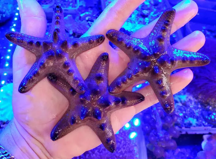 Tropicorium Mini-Reef Picture 1