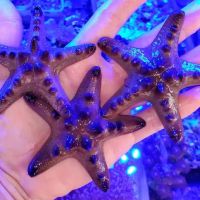 Tropicorium Mini-Reef ico