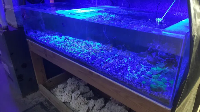 Tropicorium Mini-Reef Picture 7