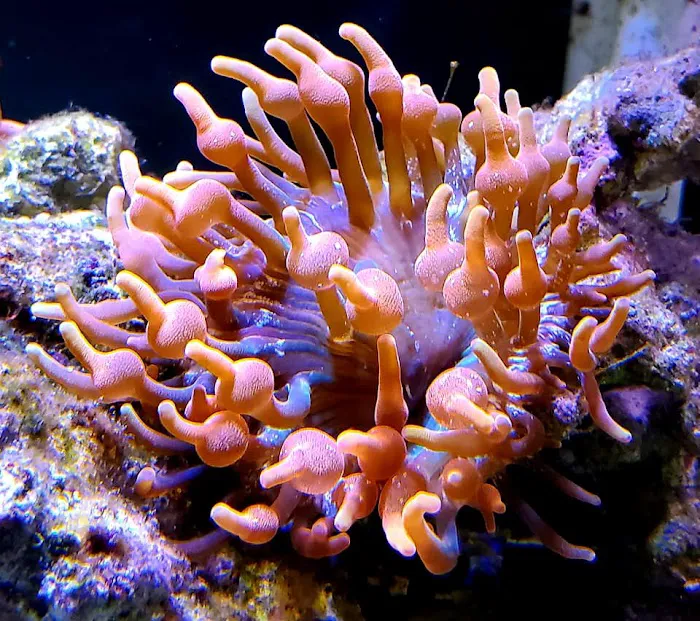 Tropicorium Mini-Reef Picture 4