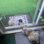 Fallbrook Veterinary Clinic