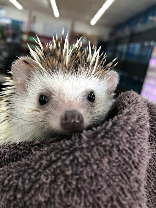 I Love My Pets Picture 1
