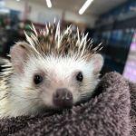 I Love My Pets