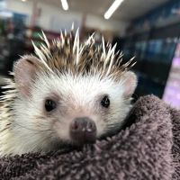 I Love My Pets ico
