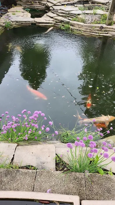 Michigan Koi - Risher's Picture 6
