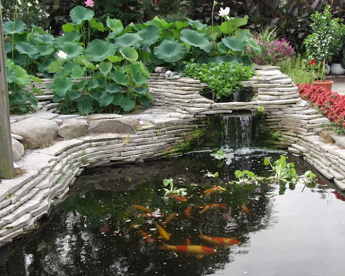 Michigan Koi - Risher's Picture 10