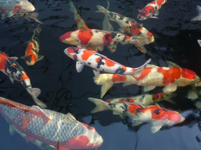 Michigan Koi - Risher's Picture 1