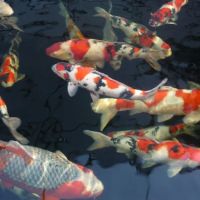 Michigan Koi - Risher's ico