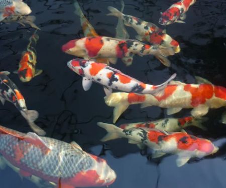 Michigan Koi - Risher's