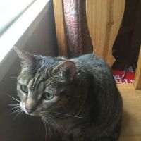 The West Milford Animal Hospital ico