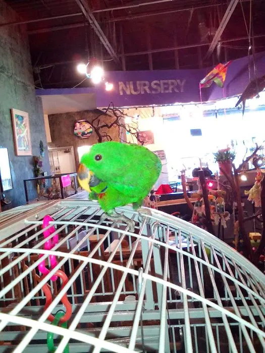 Parrotzville The Bird Store/ surrender Picture 1