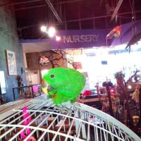 Parrotzville The Bird Store/ surrender ico