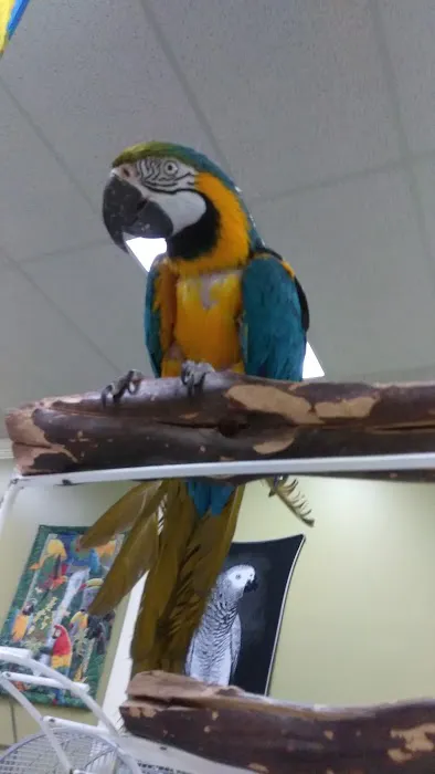 Parrotzville The Bird Store/ surrender Picture 3