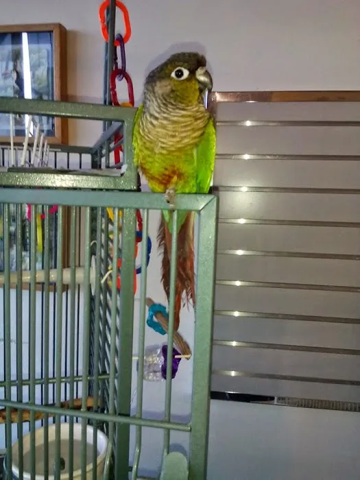Parrotzville The Bird Store/ surrender Picture 2