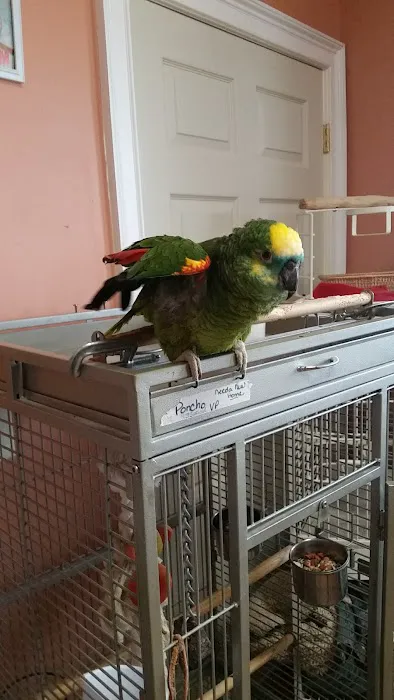 Parrotzville The Bird Store/ surrender Picture 10