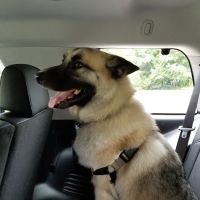 Jockey Hollow Veterinary Practice ico