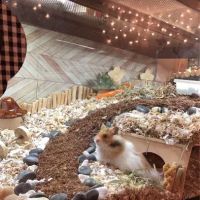 Pet Haven ico