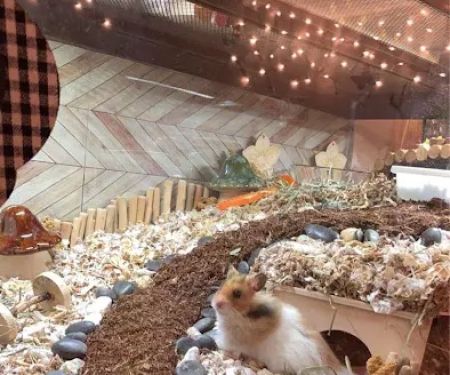 Pet Haven