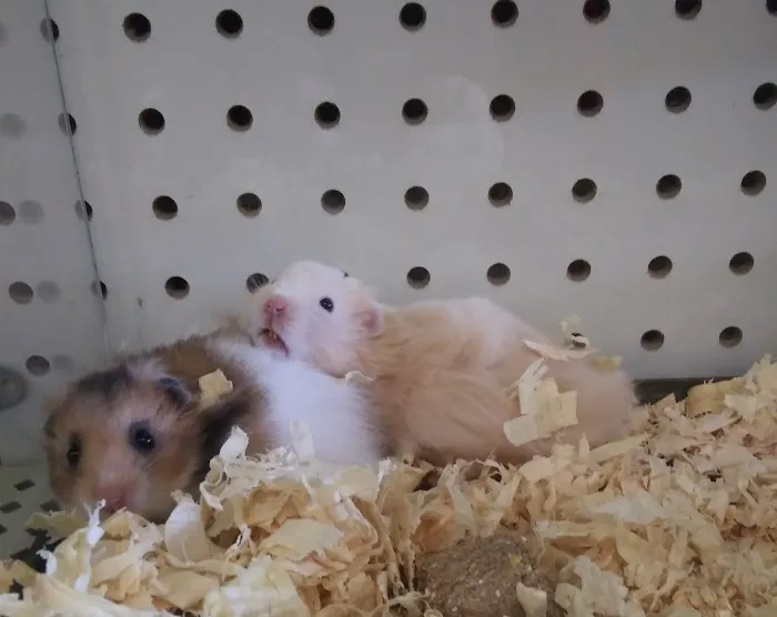 Pet Haven Picture 4