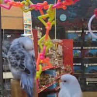 Petco ico