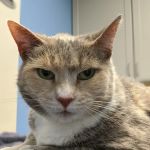 Loving Care Veterinary Hospital
