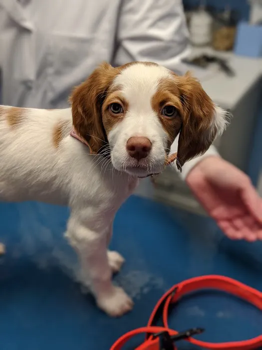 Loving Care Veterinary Hospital Picture 4