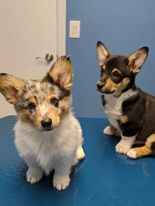 Loving Care Veterinary Hospital Picture 8