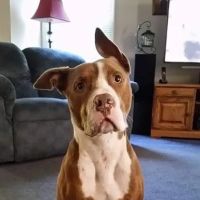 Orchard Grove Animal Hospital ico