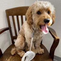 Country Willow Veterinary Hospital ico