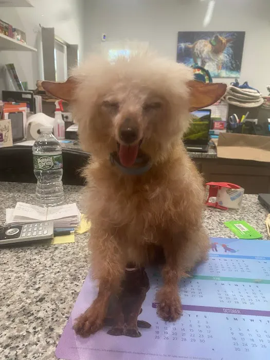 Country Willow Veterinary Hospital Picture 3