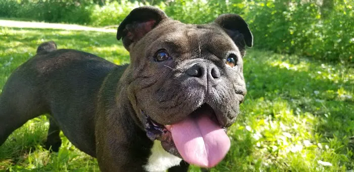 Endless Pets and Supplies Picture 8