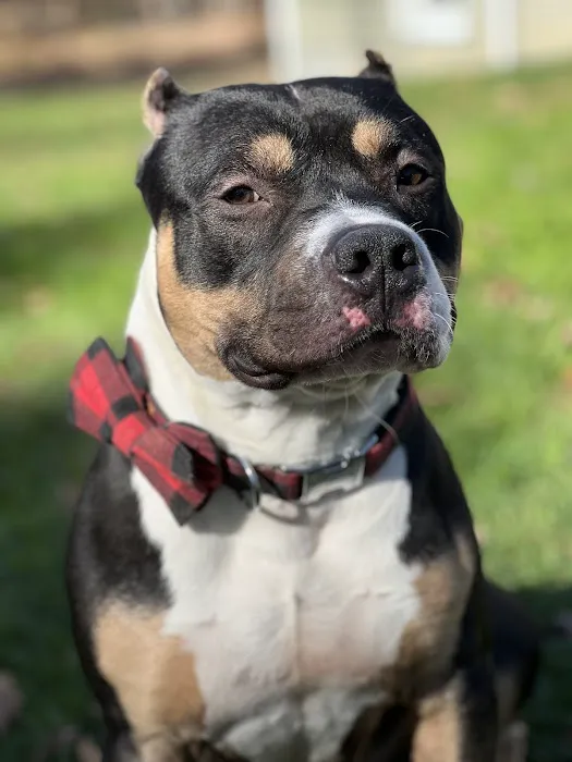 Endless Pets and Supplies Picture 10