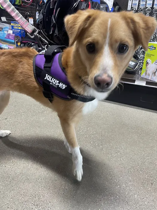 Premier Pet Supply Picture 7