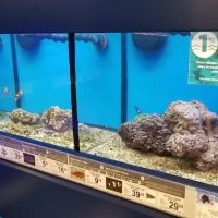 Petco ico