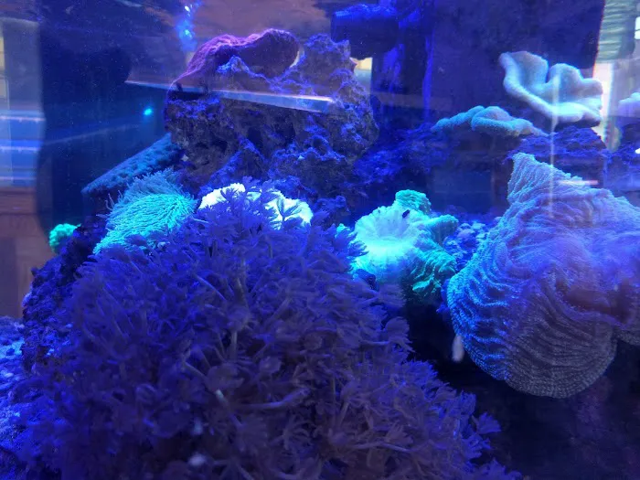 Coral Reef Picture 3
