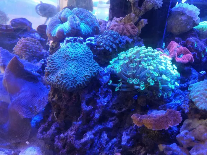 Coral Reef Picture 5