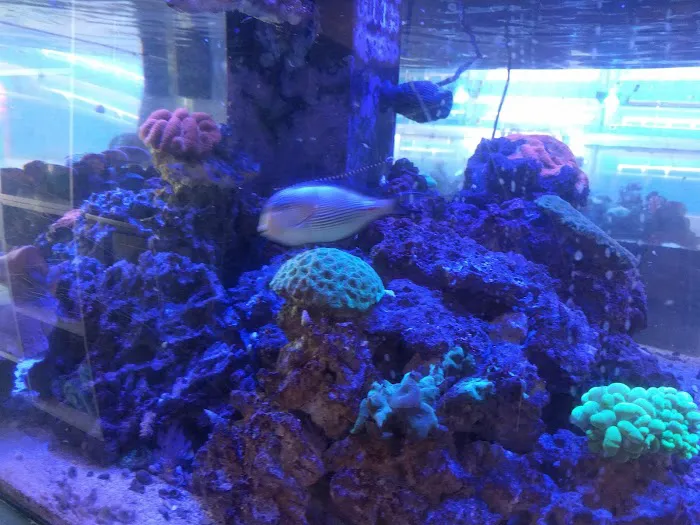 Coral Reef Picture 8