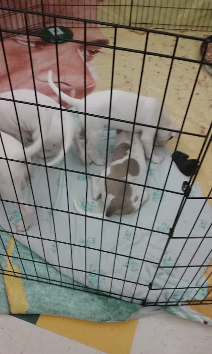 Pet Supplies Plus Howell Picture 5